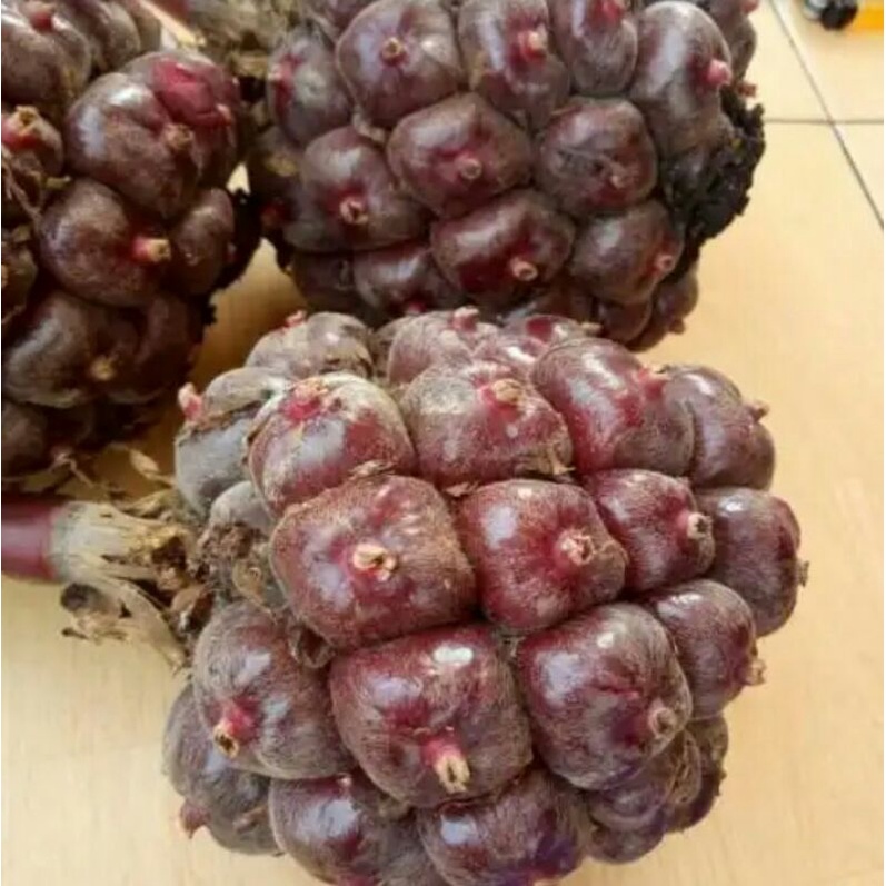 

honje laka/ buah kecombrang
