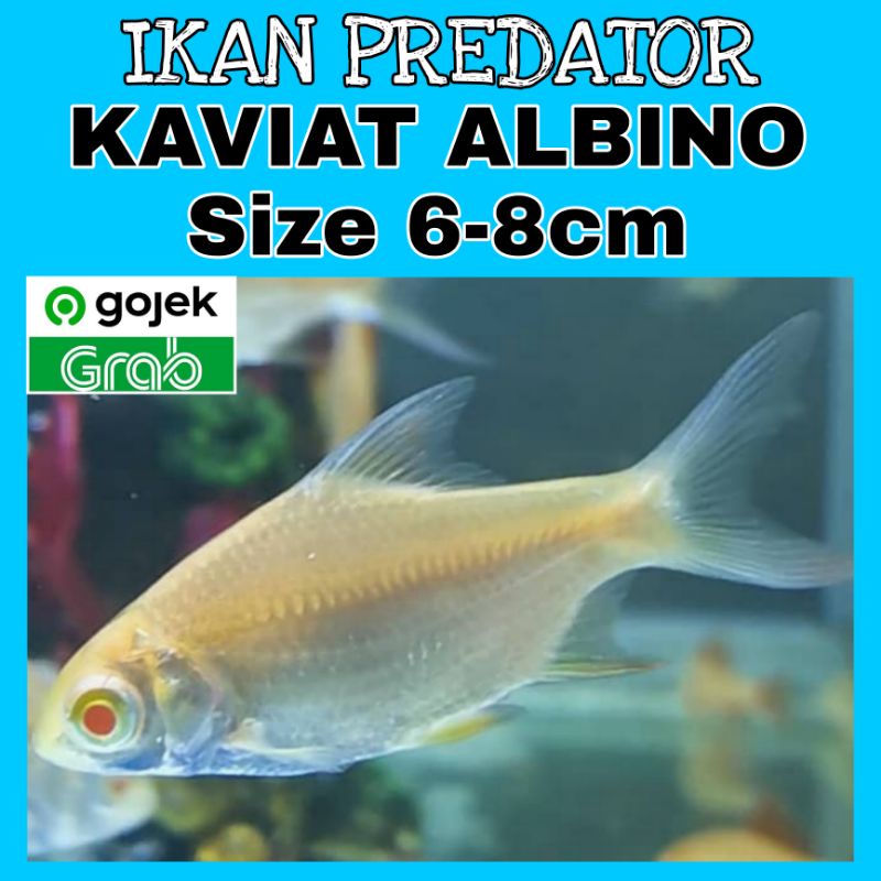 IKAN KAVIAT ALBINO TANK MATE ARWANA (Size 6-8cm)
