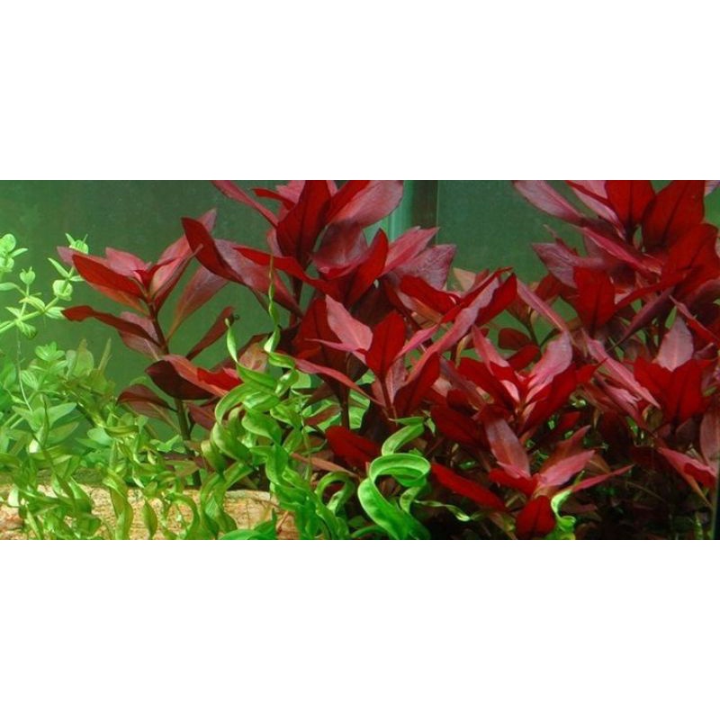 Ludwigia red rubin tanaman aquascape 20 btg. tanaman hias tanaman air