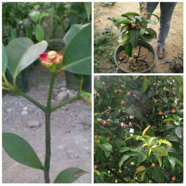 Bibit manggis sambung