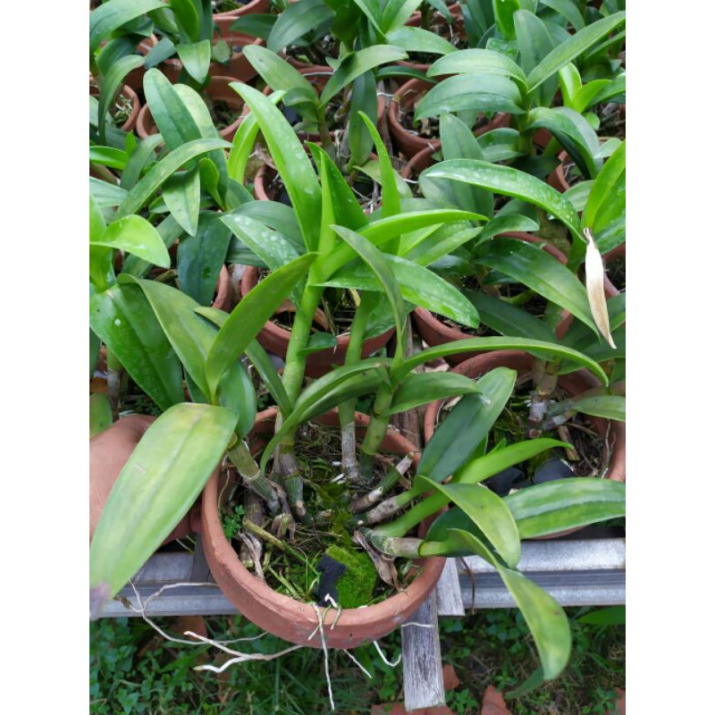 anggrek Dendrobium REMAJA RIMBUN