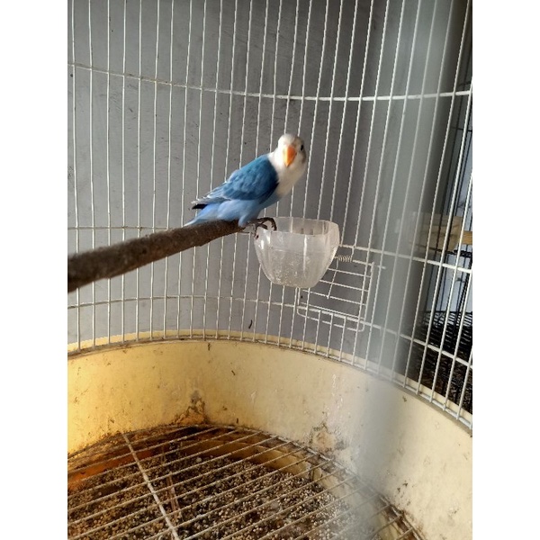 Burung Lovebird/LB/lakbet jenis BIOLA BLUE mandiri/dewasa