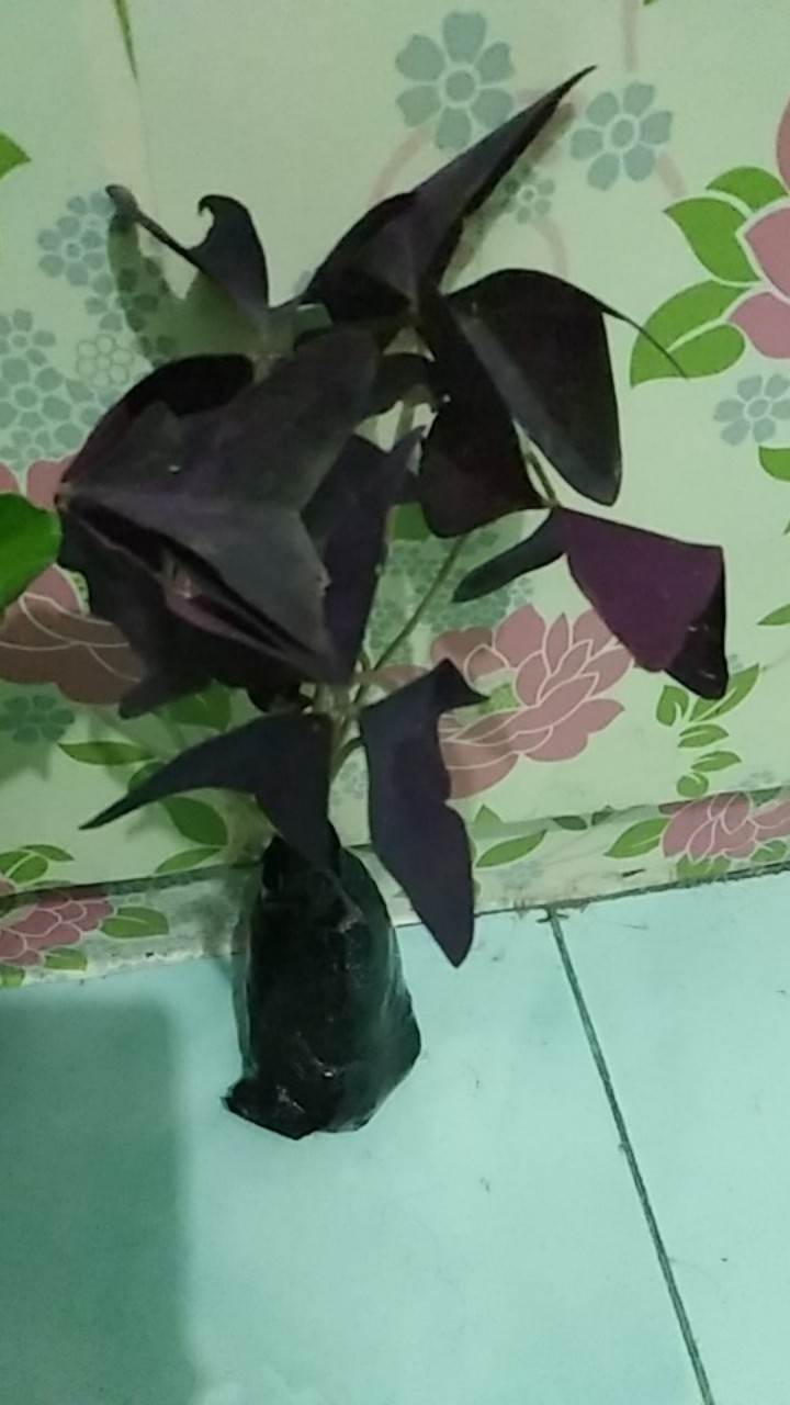 Promo Tanaman Hias Daun Kupukupu Ungu Kupu Kupu Oxalis Tanaman Unik