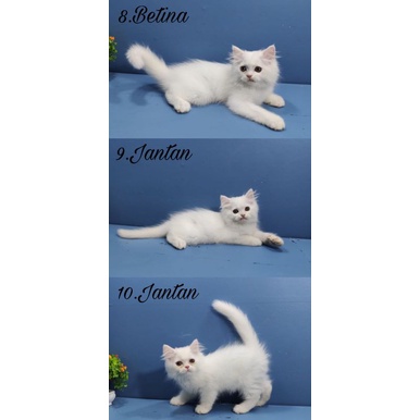kucing kitten persia long hair bulu kapas