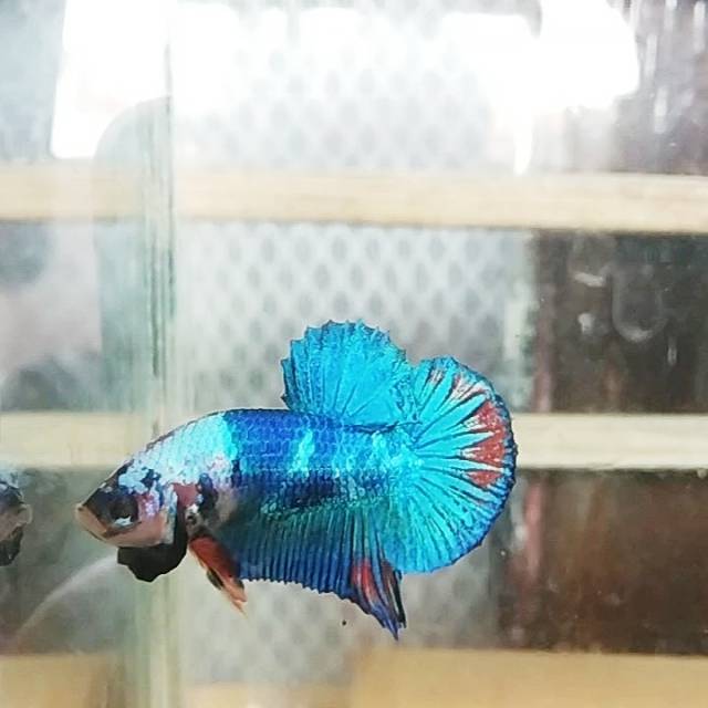 Cupang Plakat Line koi