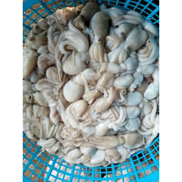 

Octopus Gurita segar dan berkualitas berat 500gram harga murah PROMO