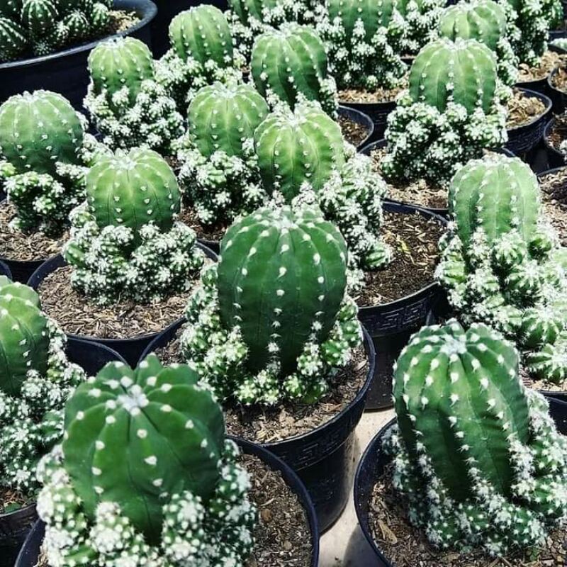 Kaktus Echinopsis Jumbo kaktus kalimantan
