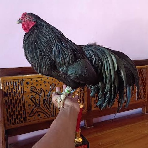 

TELUR AYAM HIAS BLACK SUMATERA FERTIL ASLI UNTUK DITETASKAN