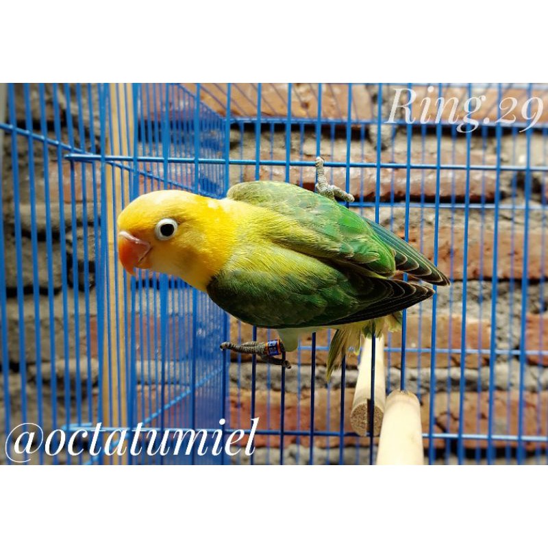 Lovebird Biola PB Euwing / Opaline Parblue Euwing dna Jantan Ring.29