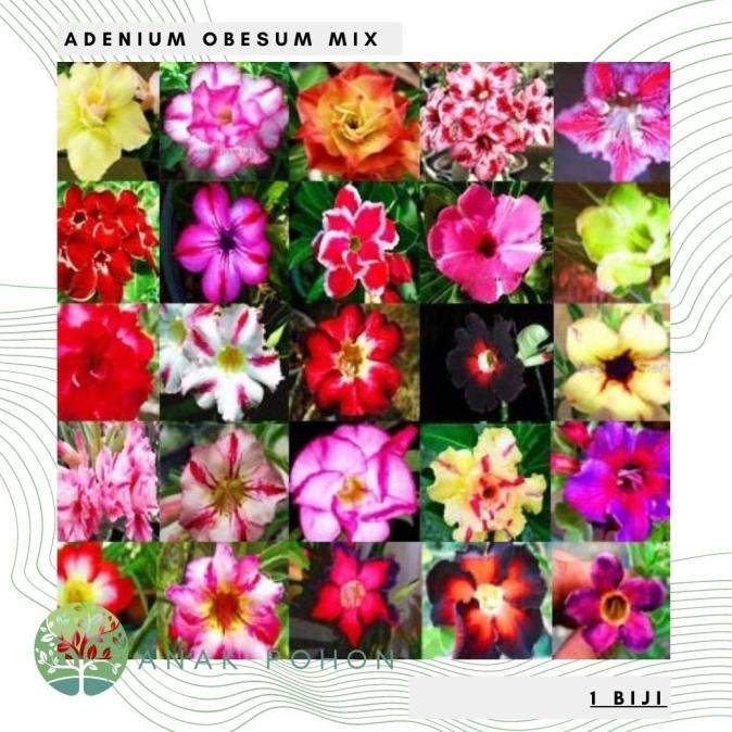 Benih / Bibit / Biji - Bunga Adenium Obesum Mix Seeds - IMPORT (1 biji) ANPN62 Murah
