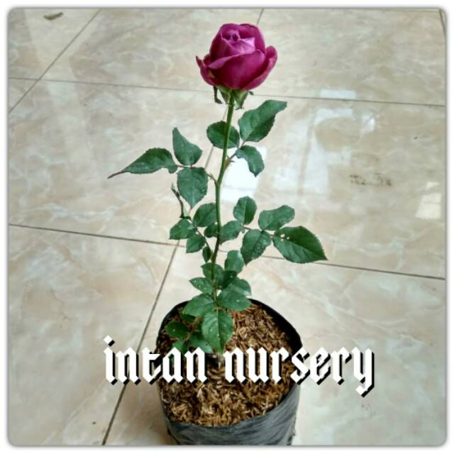 Tanaman Bunga Mawar Ungu Tua ( WANGI)