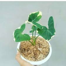 keladi tikus varigata - Keladi kantong semar varigata - Bibit tanaman hias hidup - BAKUL KEMBANG