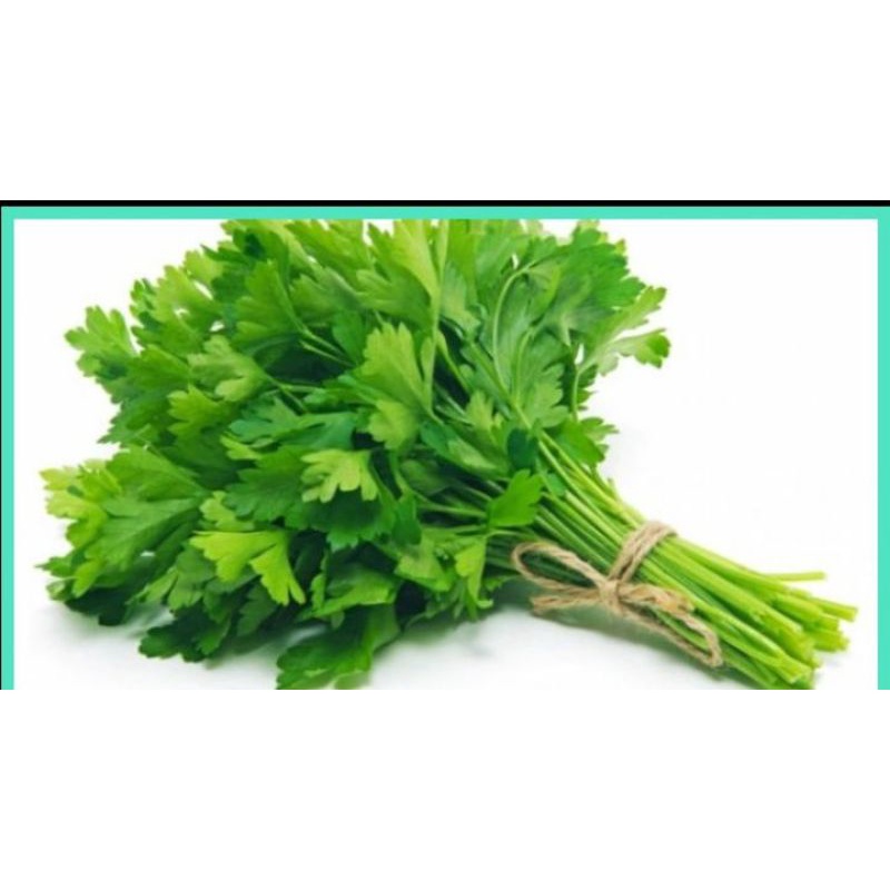 

daun sledri segar 500 gr