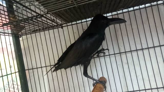 Jual Burung gagak gaok lolohan | Shopee Indonesia