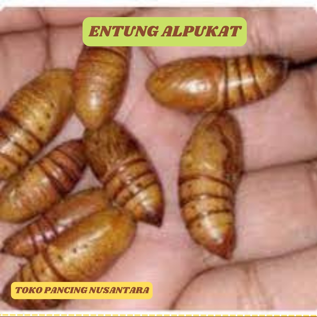 ENTUNG ALPUKAT / KEPOMPONG ALPUKAT UMPAN MANCING