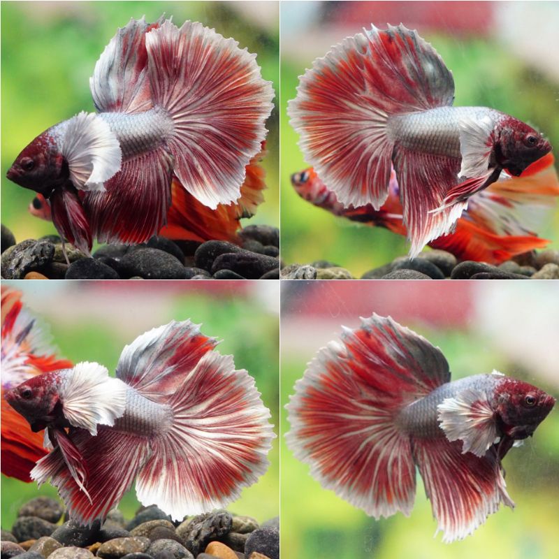 IKAN CUPANG BETTA HIAS HALFMOON RED COPPER DUMBO EAR BANJILABETTA