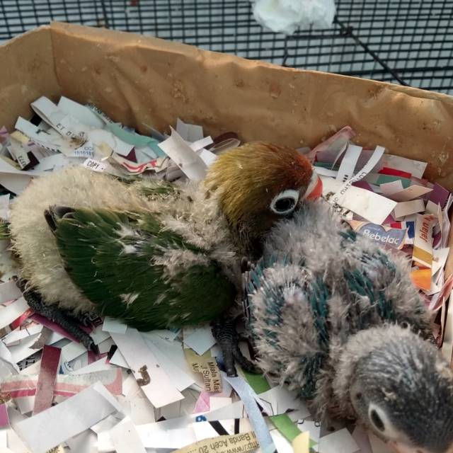 Anakan fiser n biru cobalt masi loloh 3x