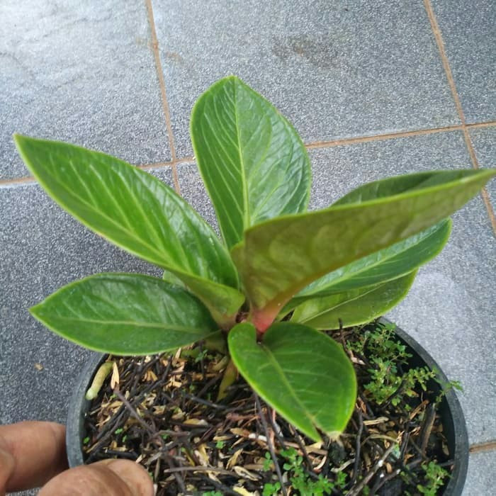 Tanaman Anthurium Jemani Mangkok Tornado Hijau