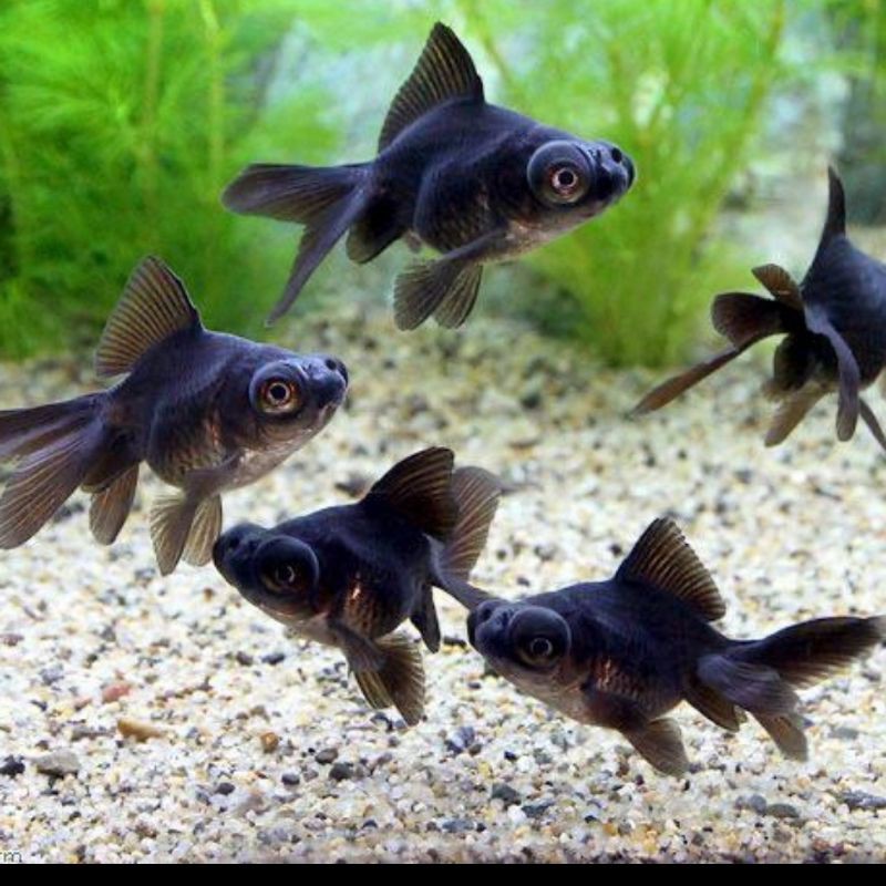 Ikan Hias Mas Koki Buldog Lowo Black Moor