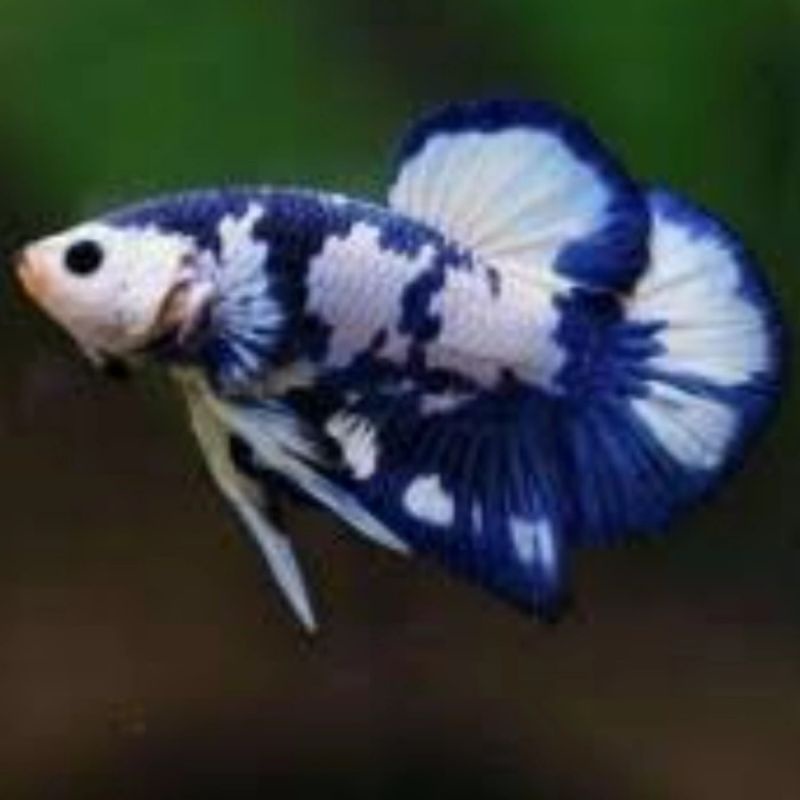 

cupangbluepanda,redgalaksi,plakat,multicolor