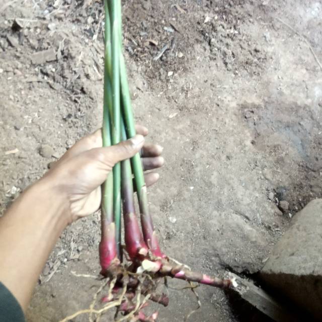 bibit kapolaga merah