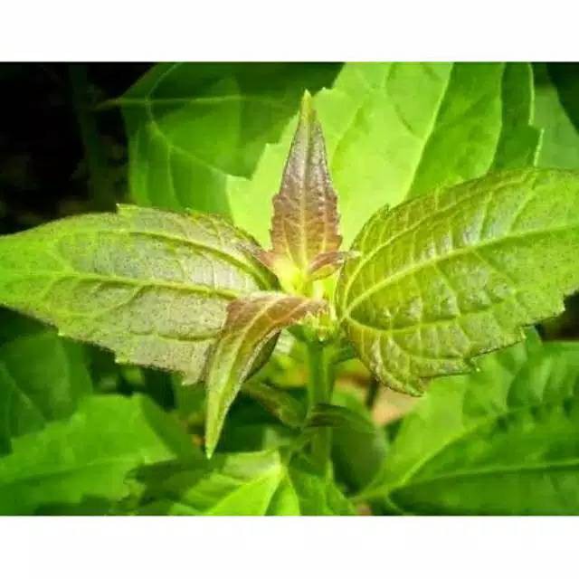 

ready Daun kirinyuh Maranggo atau kopasanda segar 1kg murah