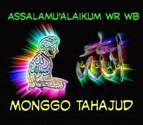 Sukulen Dan Kaktus Mini (notocactus Magnificus / Parodia Magnifica)