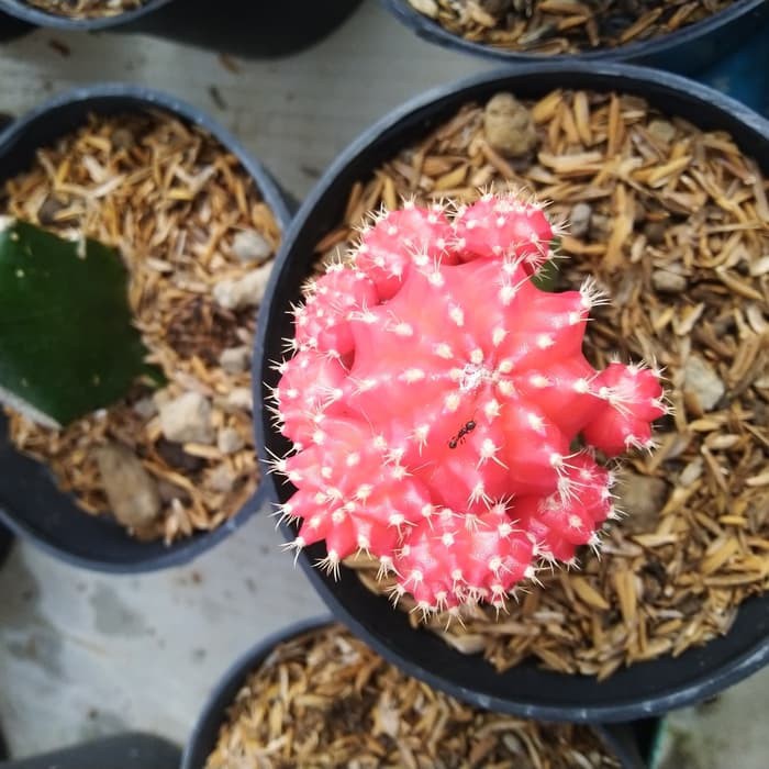 Kaktus import korea Merah ruby