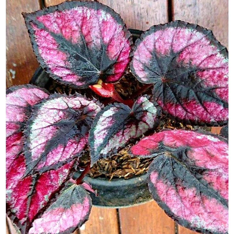 Begonia Red Pita