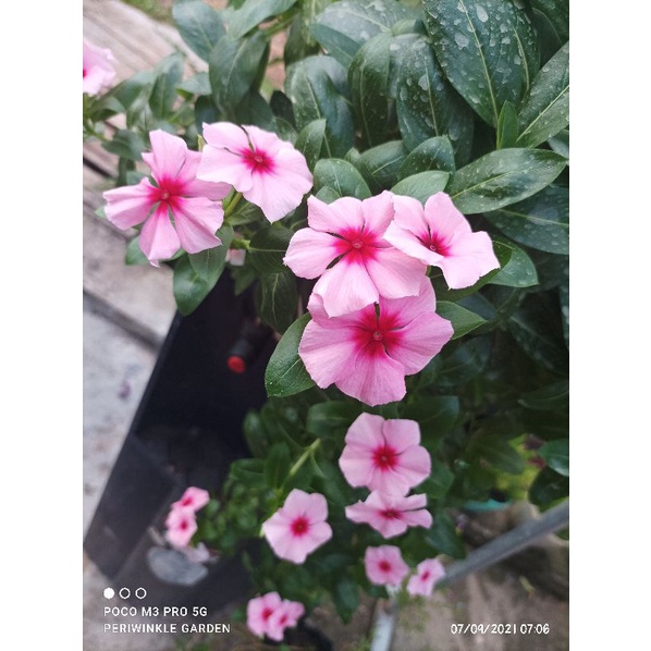 BENIH FRESH BUNGA CANTIK VINCA/TAPAK DARA JUNTAI/GANTUNG EXOTIC SALMON