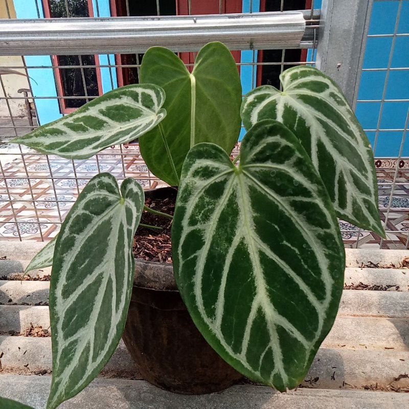 Anthurium kuping gajah silver blush