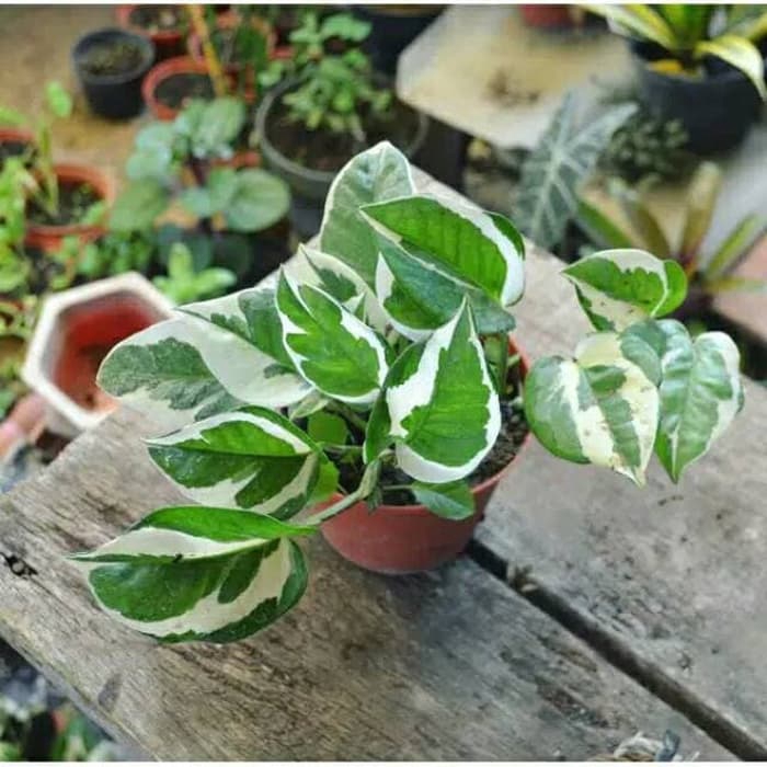 Tanaman Hias Sri Gading Enjoy - Tanaman Sirih Gading Enjoy