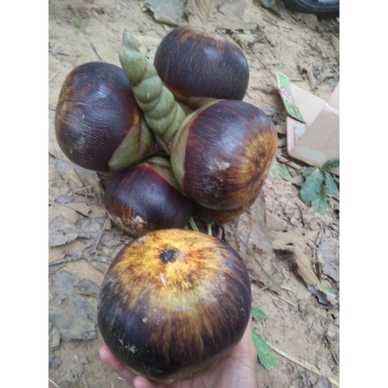 

buah lontar