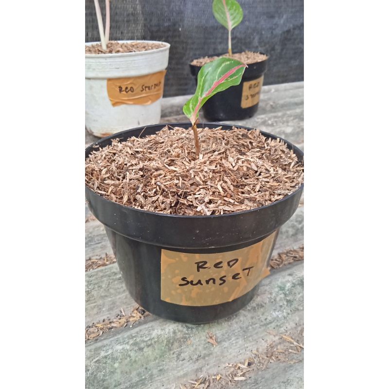 aglaonema beby red sunset