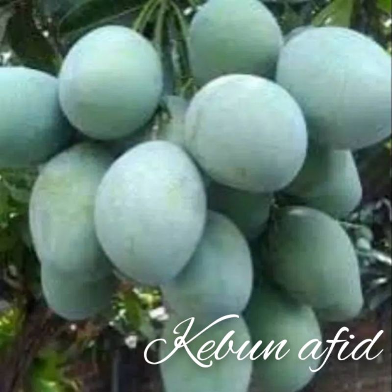 bibit buah mangga madu/manalagi okulasi