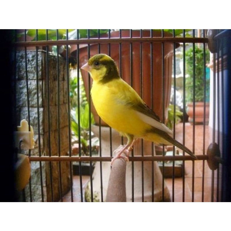 Burung kenari f1 ys betina siapan