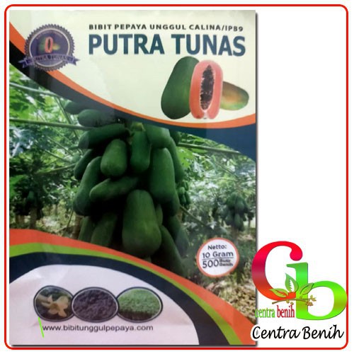 BENIH PEPAYA CALINA IPB9 PUTRA TUNAS 10GR - BIBIT PEPAYA CALINA