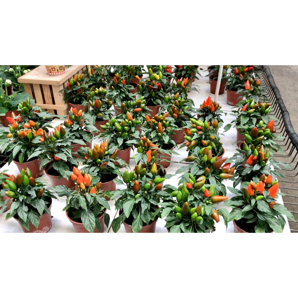 BS-BYL Bibit Cabe Hias Pelangi Benih Tanaman Sayuran Cabai Carolina Reaper Merah Bolivian Rainbow Katokkon Numex Giant Raksasa Sweet Italian Ungu Hitam-2