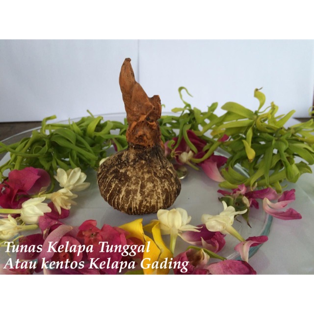 

Tunas kelapa tunggal