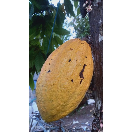 

buah cokelat / buah kakao segar di petik langsung