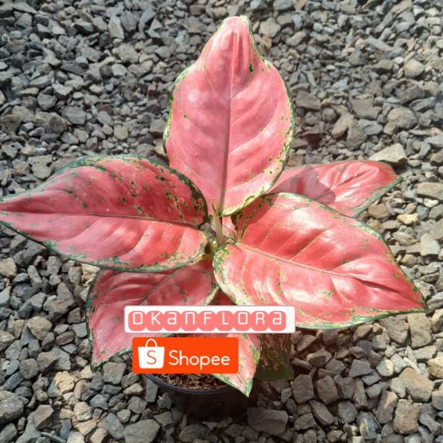 Tanaman Hias Aglaonema Suksom Jaipong