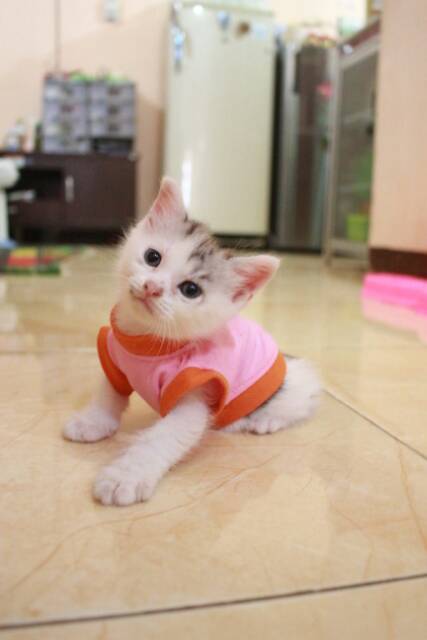 Kaos lucu warna baby pink untuk kucing &amp; anjing /Jual Baju Kucing Terlengkap &amp; Berkualitas size S-XL