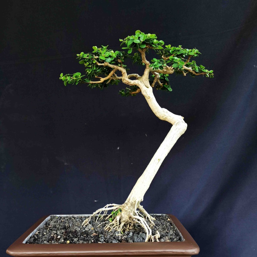 Jual Bonsai Tanaman Hias Kitb Kerdil Pohon Sancang Bunjin Natural