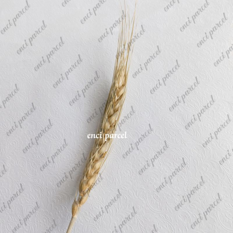 gandum bunga kering hiasan mahar rustic