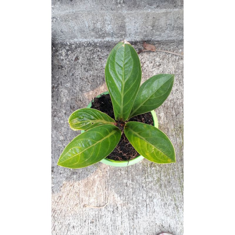 Jemani Mangkok Antorium