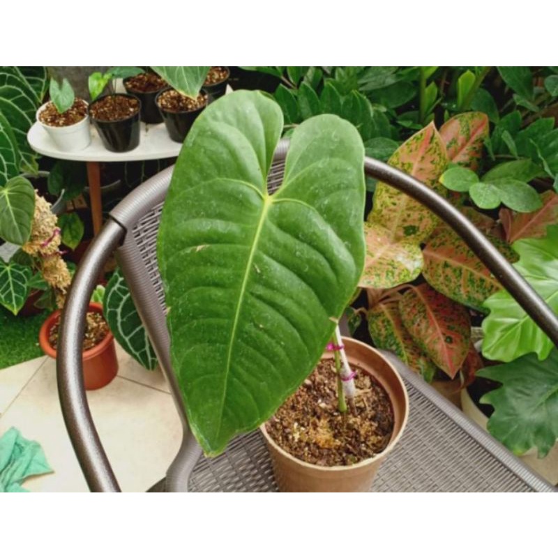 Anthurium veitchii King Original
