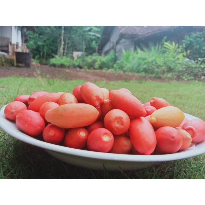 

BUAH MELINJO TANGKIL SEGAR 500gr [COD]