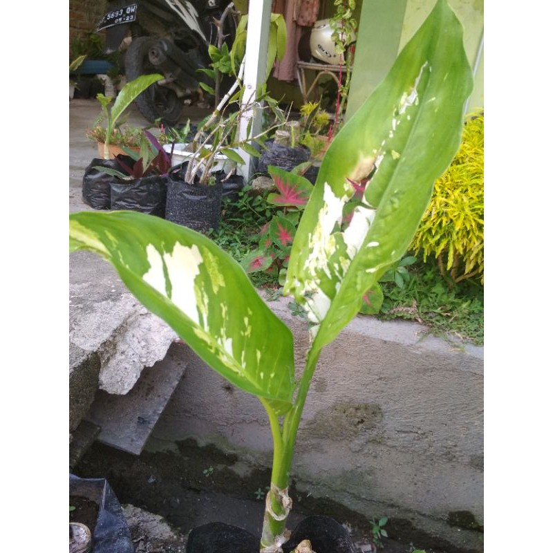 Aglonema Blanceng Varigata