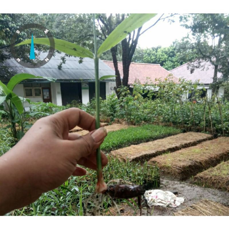 Bibit Jahe Merah Semai Rimpang