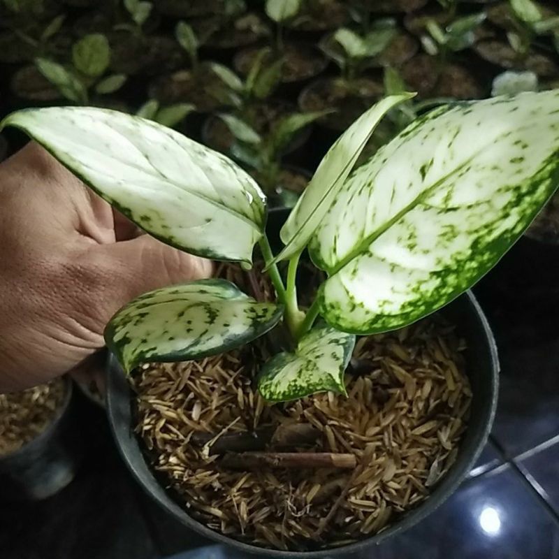 tanaman hias aglonema baby super white